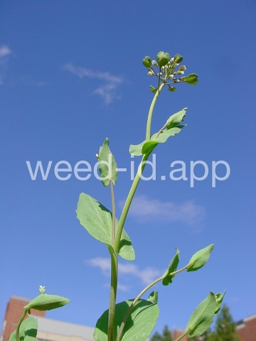 pennycress, thoroughwort